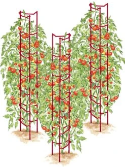 Tomato Ladders, Set Of 3