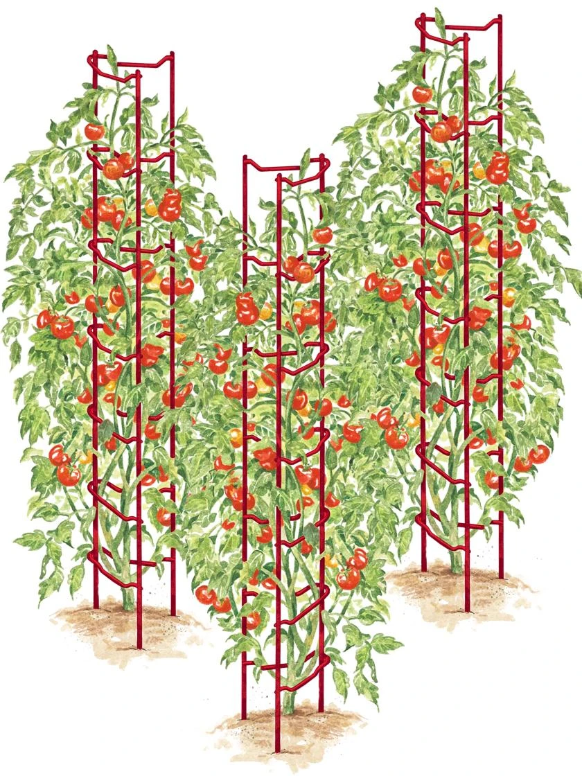 Tomato Ladders, Set Of 3 3 Tomato Ladders, Set Of 3
