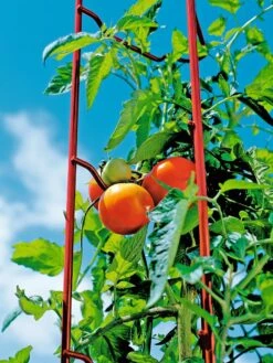 Tomato Ladders, Set Of 3 13 Tomato Ladders, Set Of 3 -Outdoor Garden Care Shop 38185 003E tif