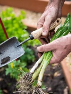 Gardener's Lifetime Trowel 10 Gardener's Lifetime Trowel -Outdoor Garden Care Shop 8586972 3286 tif