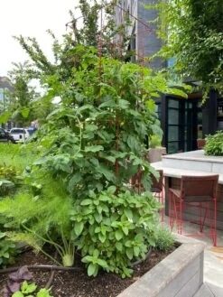 Tomato Towers, Set Of 2 -Outdoor Garden Care Shop 8587041 01IN tif