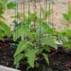 Pepper And Eggplant Cages, Set Of 3 1 Pepper And Eggplant Cages, Set Of 3 -Outdoor Garden Care Shop 8587048 1073 tif