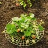 Strawberry Supports, Set Of 6 -Outdoor Garden Care Shop 8587970 1039 tif