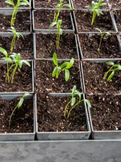 Seed Starting Mix, 9 Qts. 12 Seed Starting Mix, 9 Qts. -Outdoor Garden Care Shop 8592212 6177