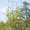 Mammoth Tomato Towers, Set Of 2 2 Mammoth Tomato Towers, Set Of 2 -Outdoor Garden Care Shop 8595740 4437 tif