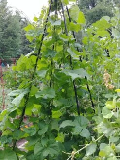 Titan Teepee Trellis -Outdoor Garden Care Shop 8595757 01EMP tif