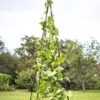 Titan Teepee Trellis 2 Titan Teepee Trellis -Outdoor Garden Care Shop 8595757 1206 titan teepee cucumber peas beans tif