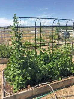 Titan Pea Tunnel 10 Titan Pea Tunnel -Outdoor Garden Care Shop 8596275 01CUST tif