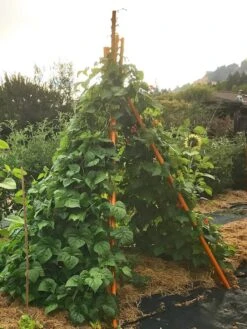 Annabel Tipi Trellis -Outdoor Garden Care Shop 8600521 02V tif