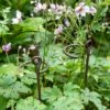 Arden Single Stem Supports, Set Of 2 -Outdoor Garden Care Shop 8609887 8022 tif