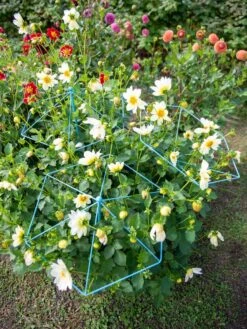 Parasol Plant Supports, Set Of 3 -Outdoor Garden Care Shop 8611129 004 tif