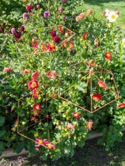 Parasol Plant Supports, Set Of 3 -Outdoor Garden Care Shop 8611129 050 tif