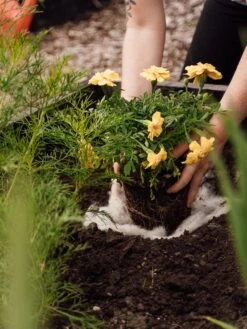 Hortiwool ®, 5 Pad Pack 15 Hortiwool ®, 5 Pad Pack -Outdoor Garden Care Shop 8613263 12v