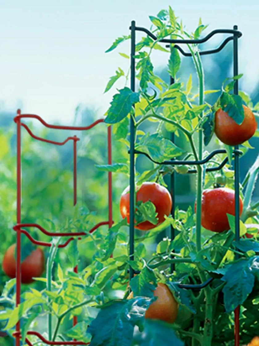 Tomato Ladders, Set Of 3 4 Tomato Ladders, Set Of 3 - Image 2