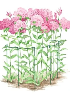 Curved Linking Stakes -Outdoor Garden Care Shop GS35241 02S tif