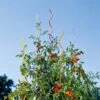 Rainbow Spiral Supports, Set Of 5 1 Rainbow Spiral Supports, Set Of 5 -Outdoor Garden Care Shop GS36377 01 tif